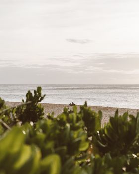 宁静的海滩上，海浪轻拍，前景是郁郁葱葱的绿色植物