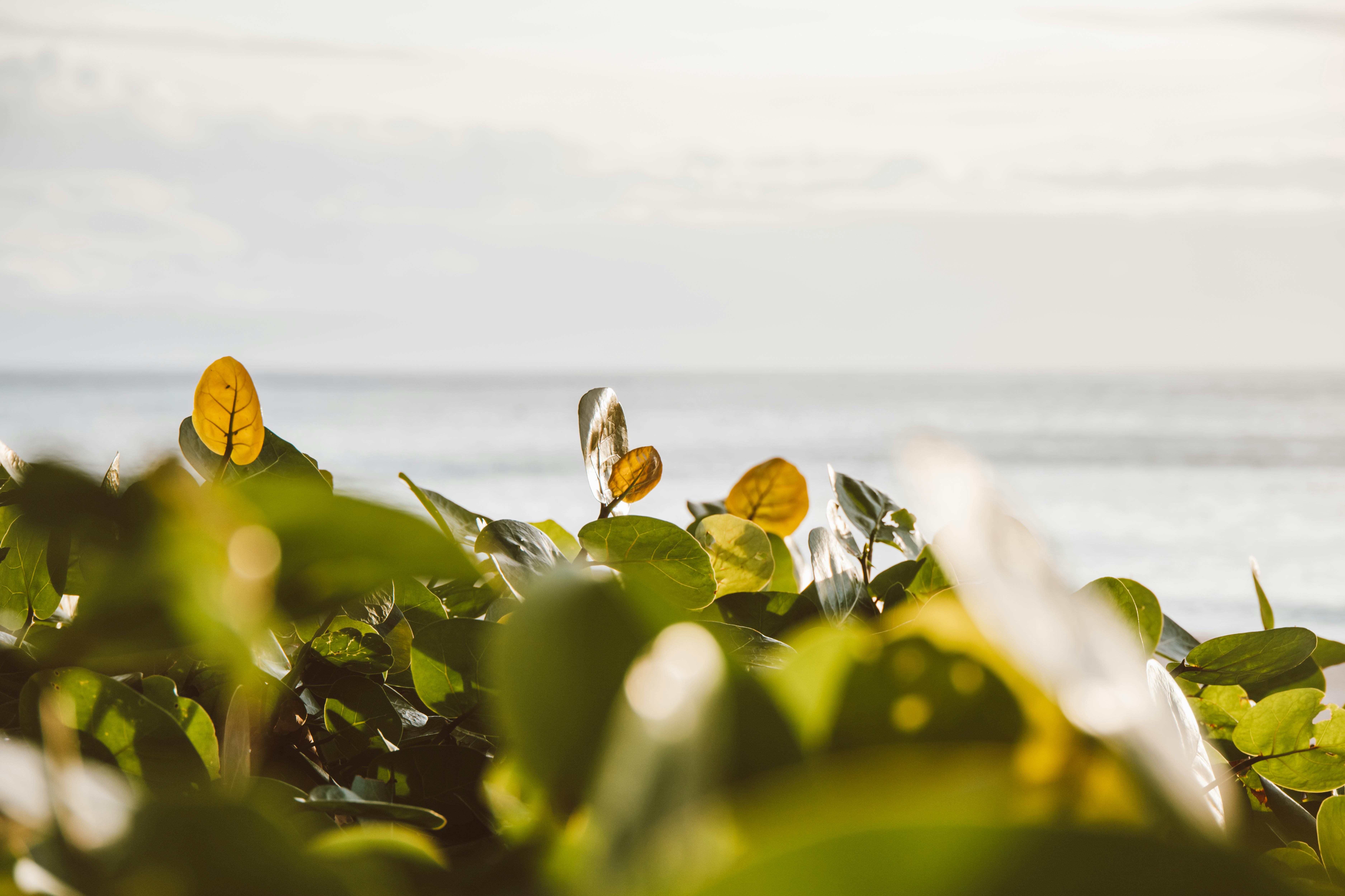 阳光明媚的海岸叶子以海洋和天空为背景，捕捉到宁静的海滨氛围