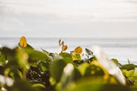 阳光明媚的海岸叶子以海洋和天空为背景，捕捉到宁静的海滨氛围