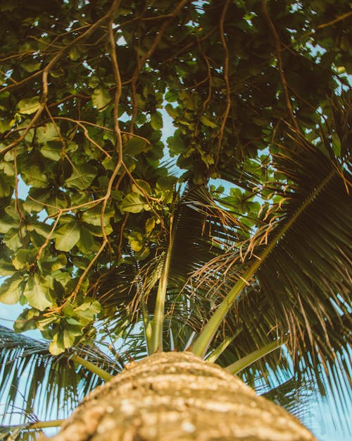 Low Angle View under Palm Tree