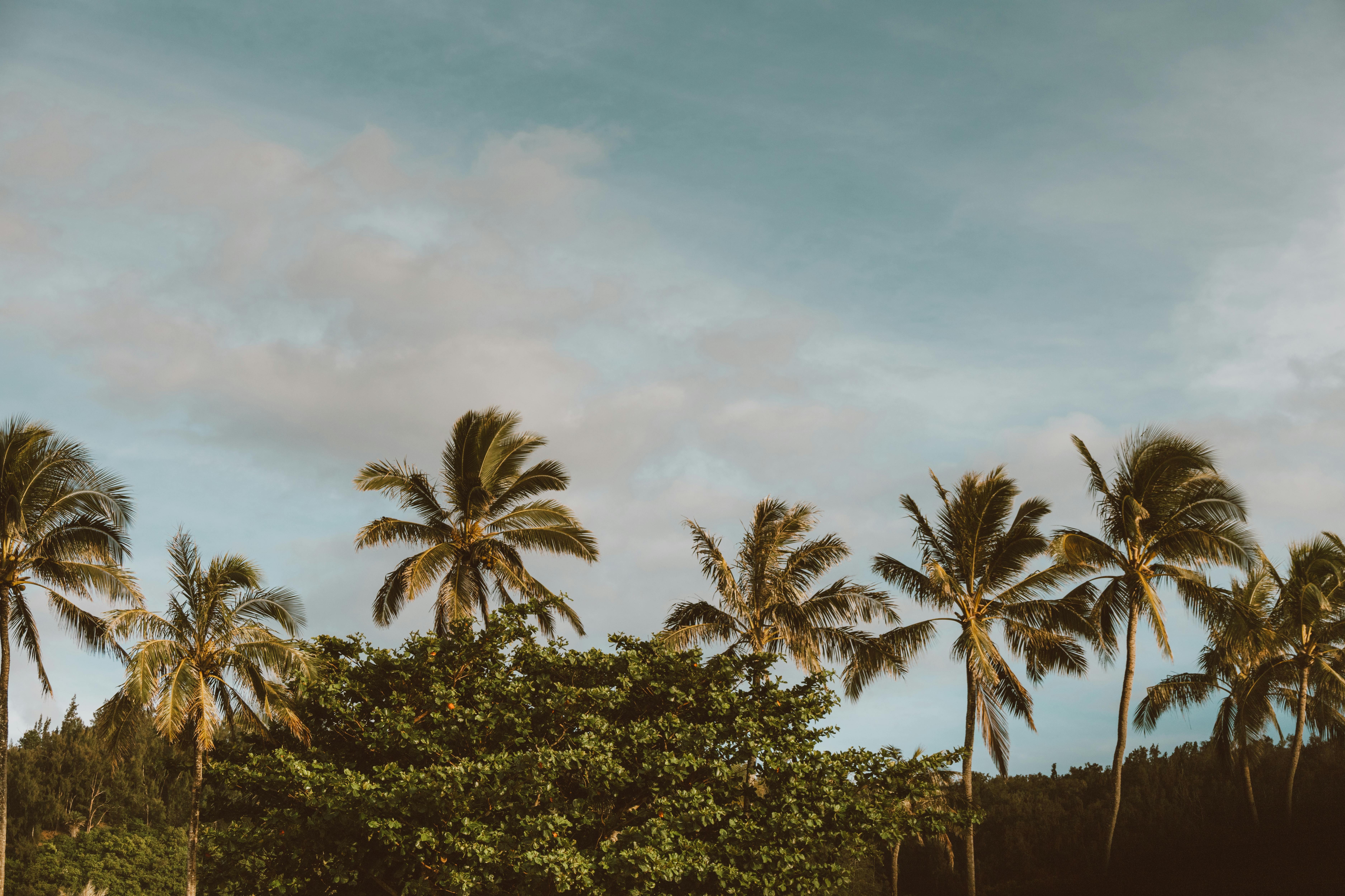 宁静的蓝天下高耸的棕榈树，让人想起热带天堂