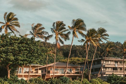 Photo by Jess Loiterton Scenic view of tropical houses surrounded by lush greenery and palm trees swaying in breeze.