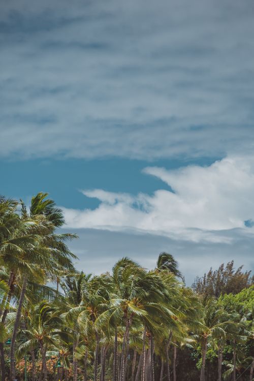 Free Lush palm trees sway under a dramatic blue and white sky, offering a perfect scenic view. Stock Photo