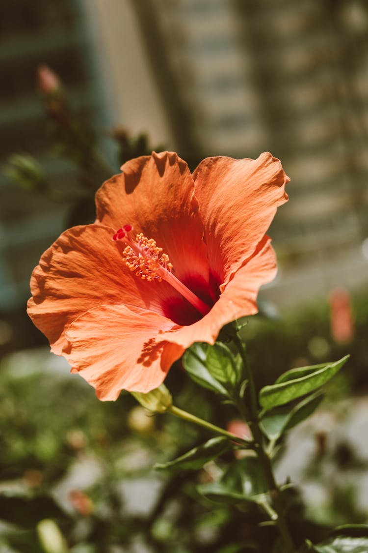 Close-up View Of Hibiscus Flower