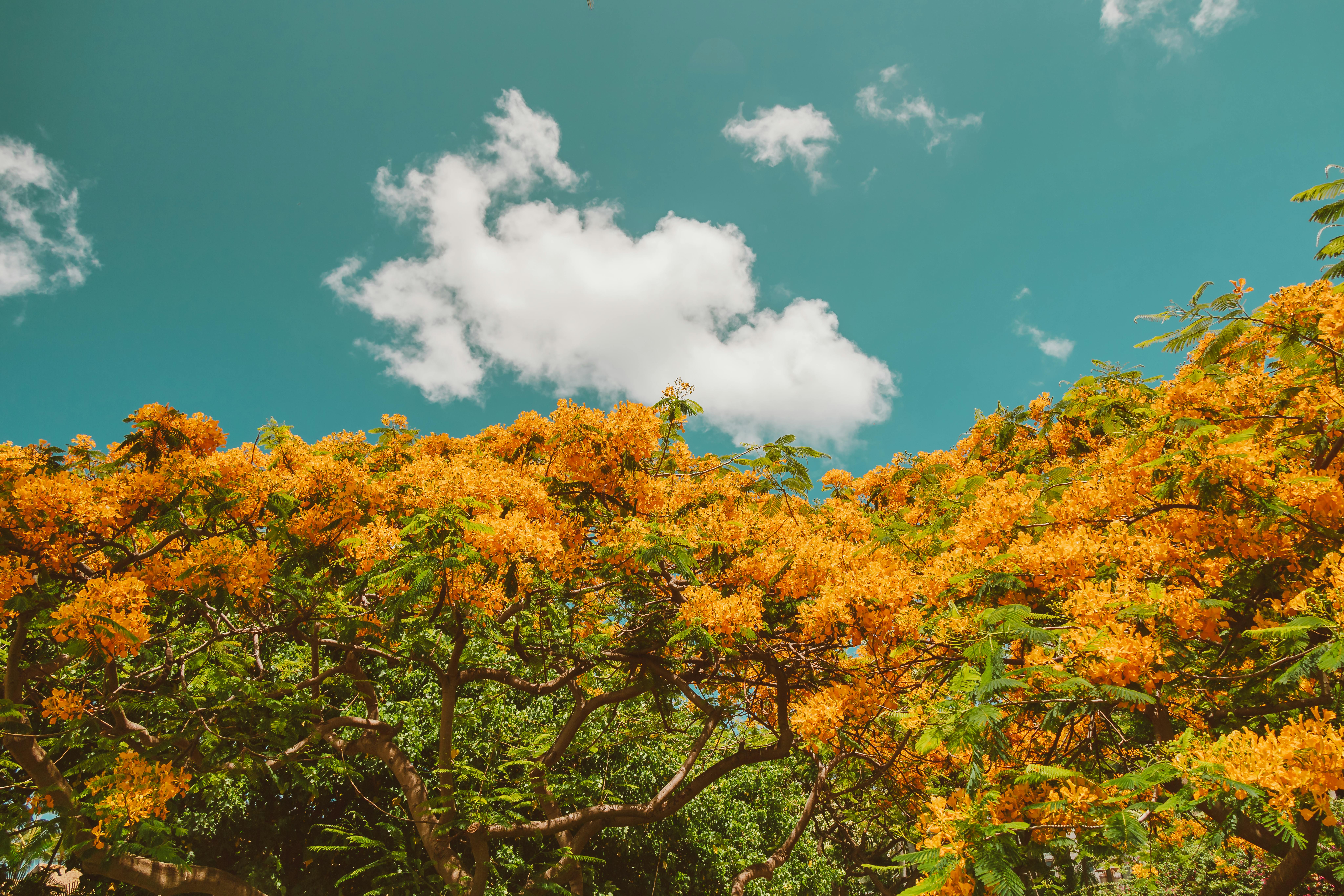 明亮的黄色花树映衬着清澈的蓝天，展现了大自然充满活力的美丽
