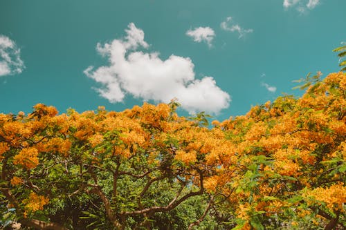 Immagine gratuita di alberi, cloud, colorato
