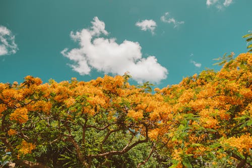 Gratis lagerfoto af farverig, natur, sky