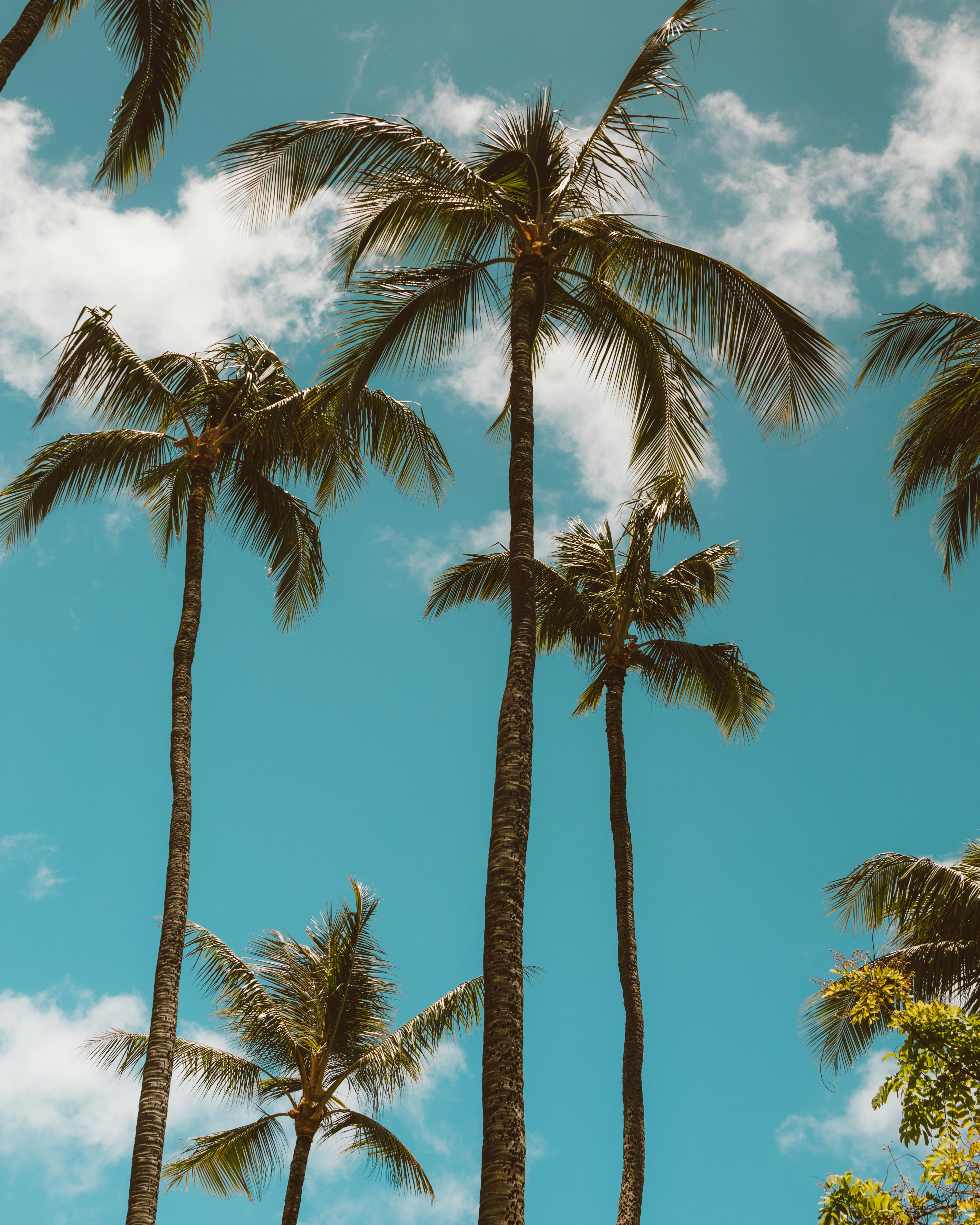 在热带环境中，高大的棕榈树伸向明亮的蓝天，云层蓬松