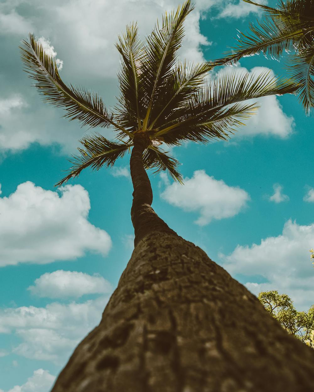 Tropical Paradise Yogurt Bark Tropical Paradise Yogurt Bark