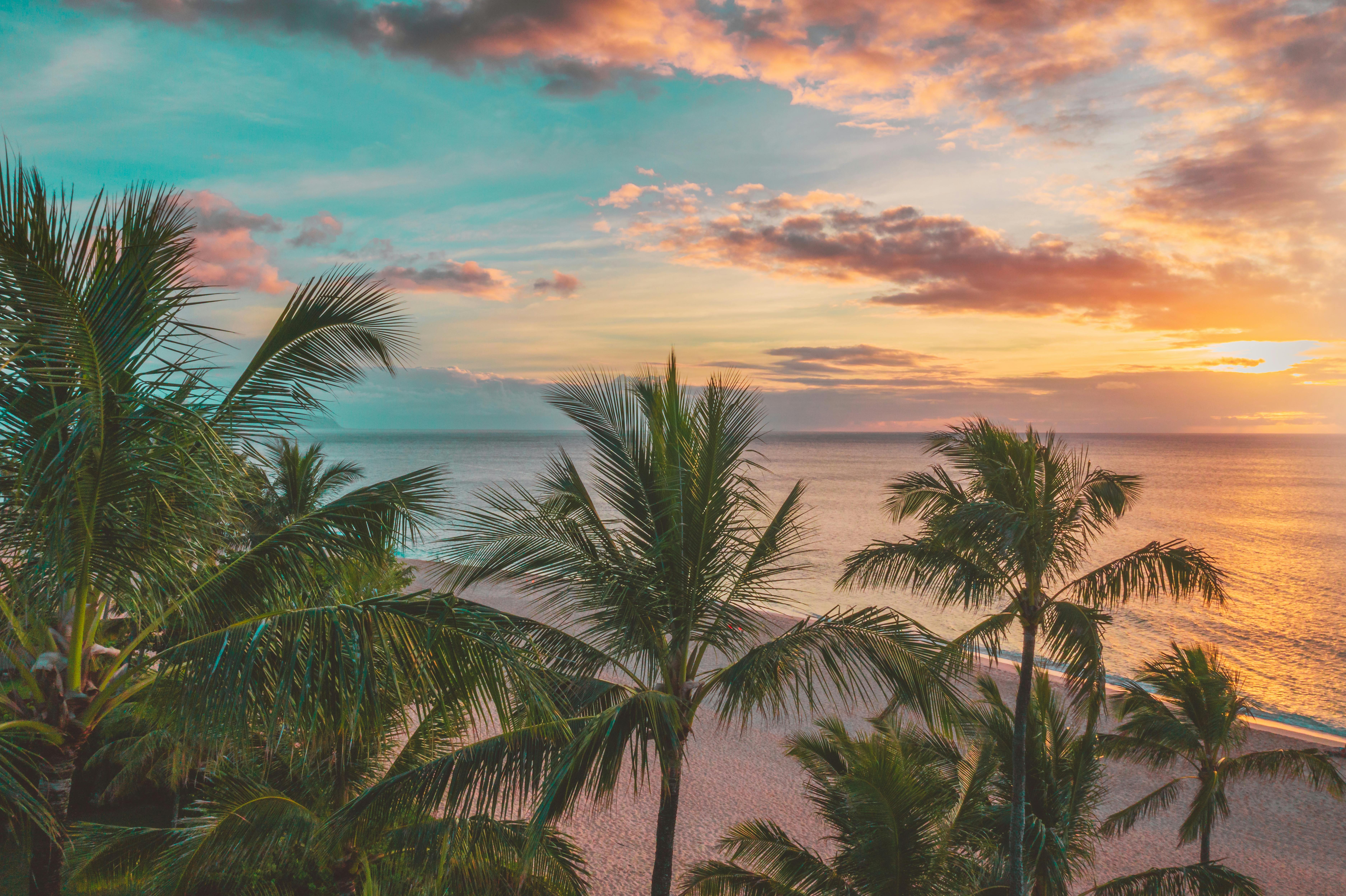 Coconut Trees Near the Beach · Free Stock Photo