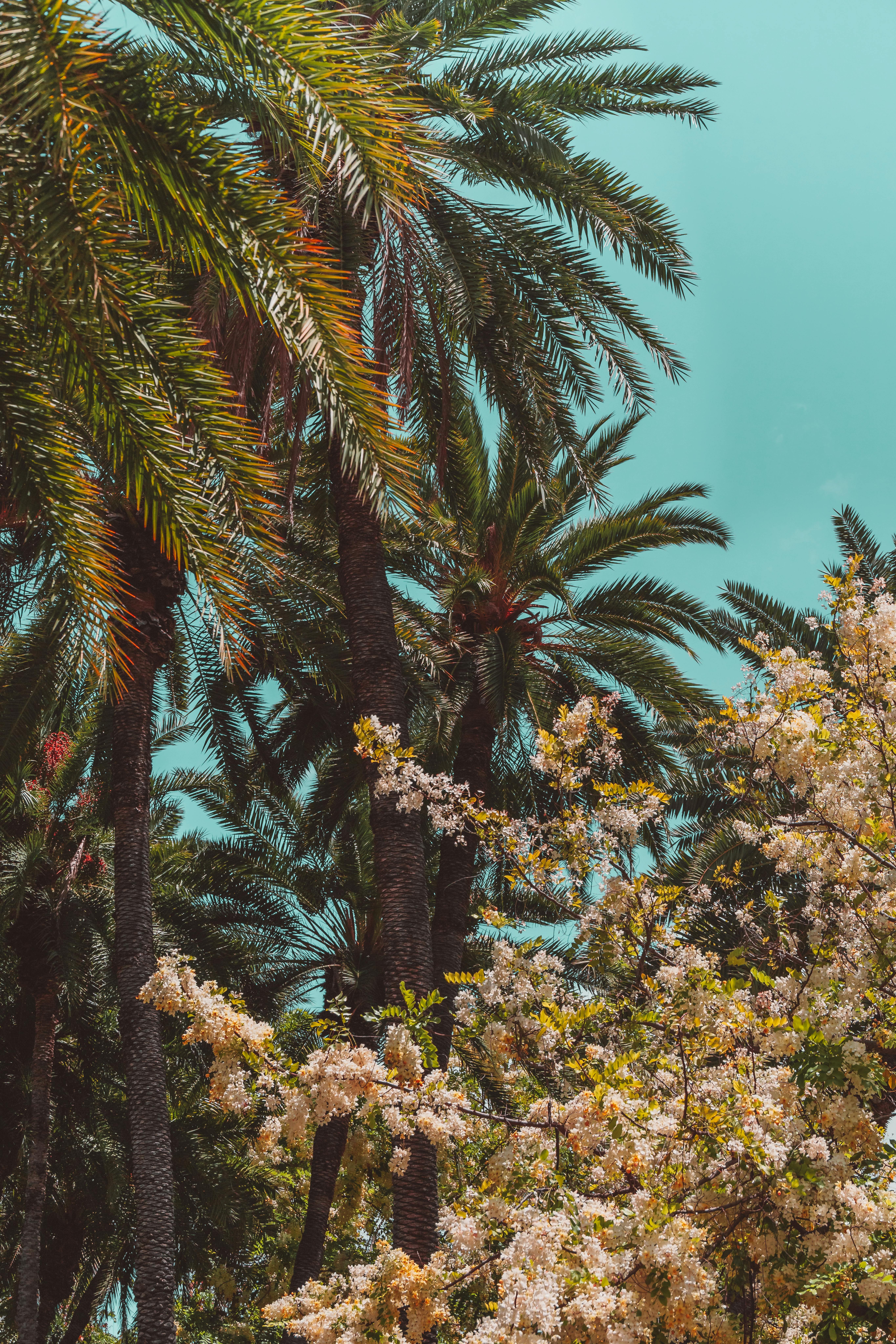Photo of Flowers and Palm Trees · Free Stock Photo
