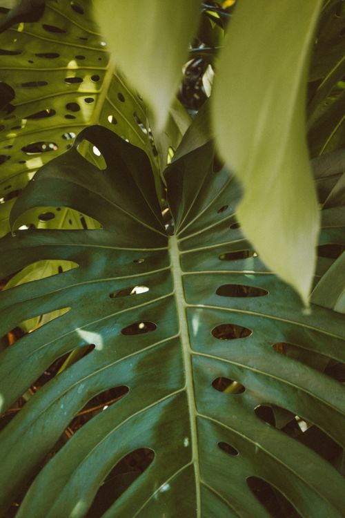 Free Lush green Monstera leaves showcasing natural beauty in a backyard garden. Stock Photo