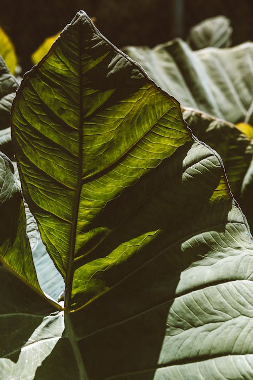 Close Up Photo of a Dark Green Leaf