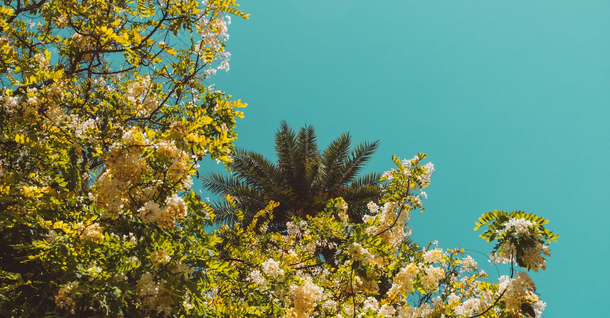 Arbre avec Fleurs Jaunes : Guide des 12 Espèces