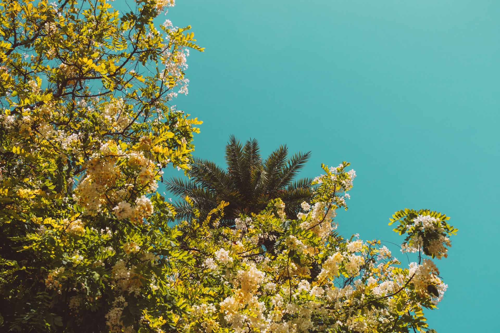 View of vibrant tropical trees and flowers reaching toward a bright blue sky.