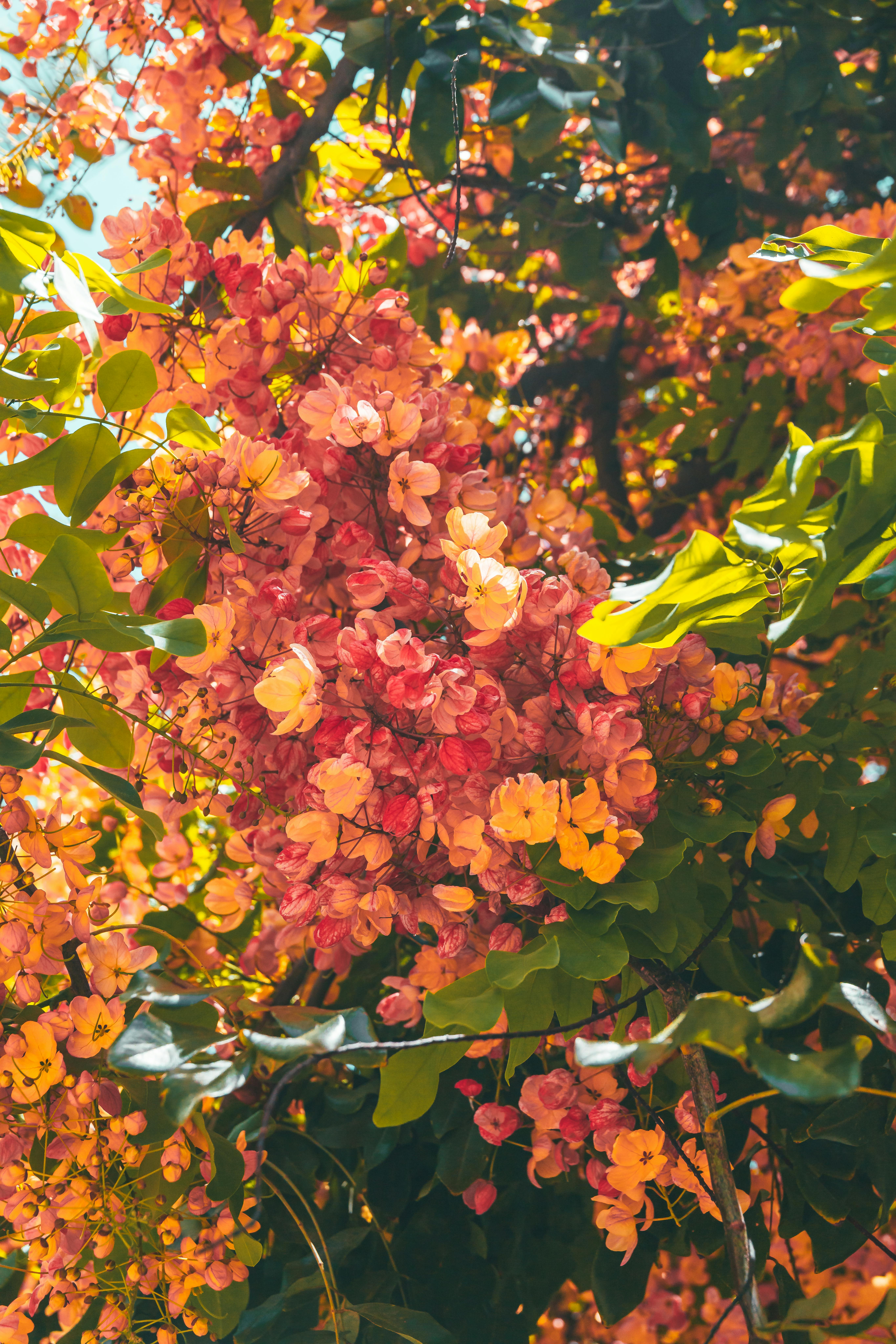 Bright, lush clusters of pink and yellow flowers among vibrant green leaves in sunlight.