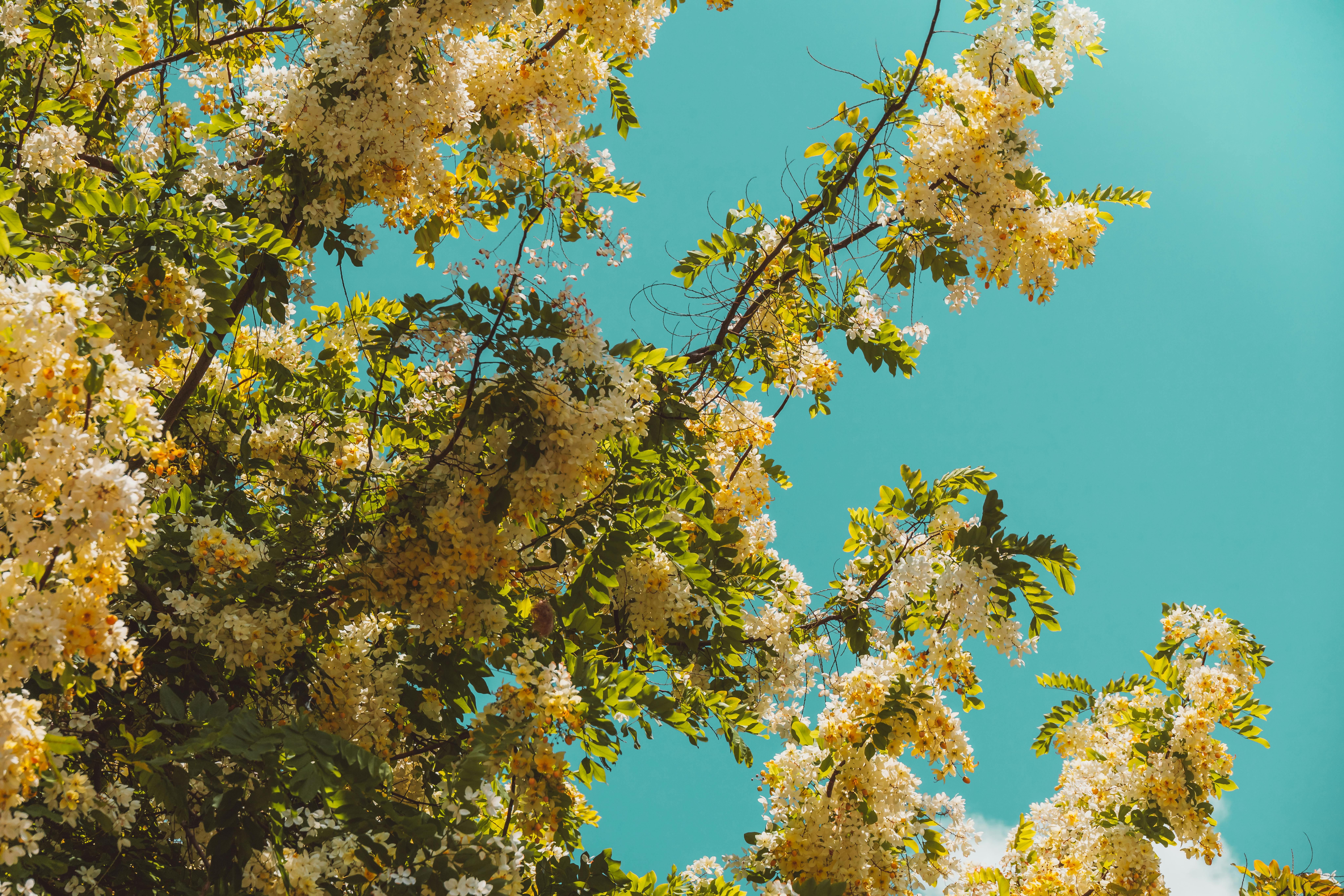 Flowers on Branches · Free Stock Photo