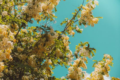 Flowers on Branches