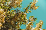 Green and Yellow Leaf Tree Under Blue Sky