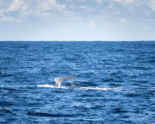 Free stock photo of australia, blue, humpback