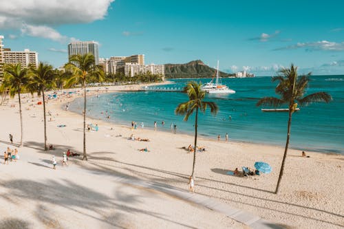 View of a Beach with Palm Trees