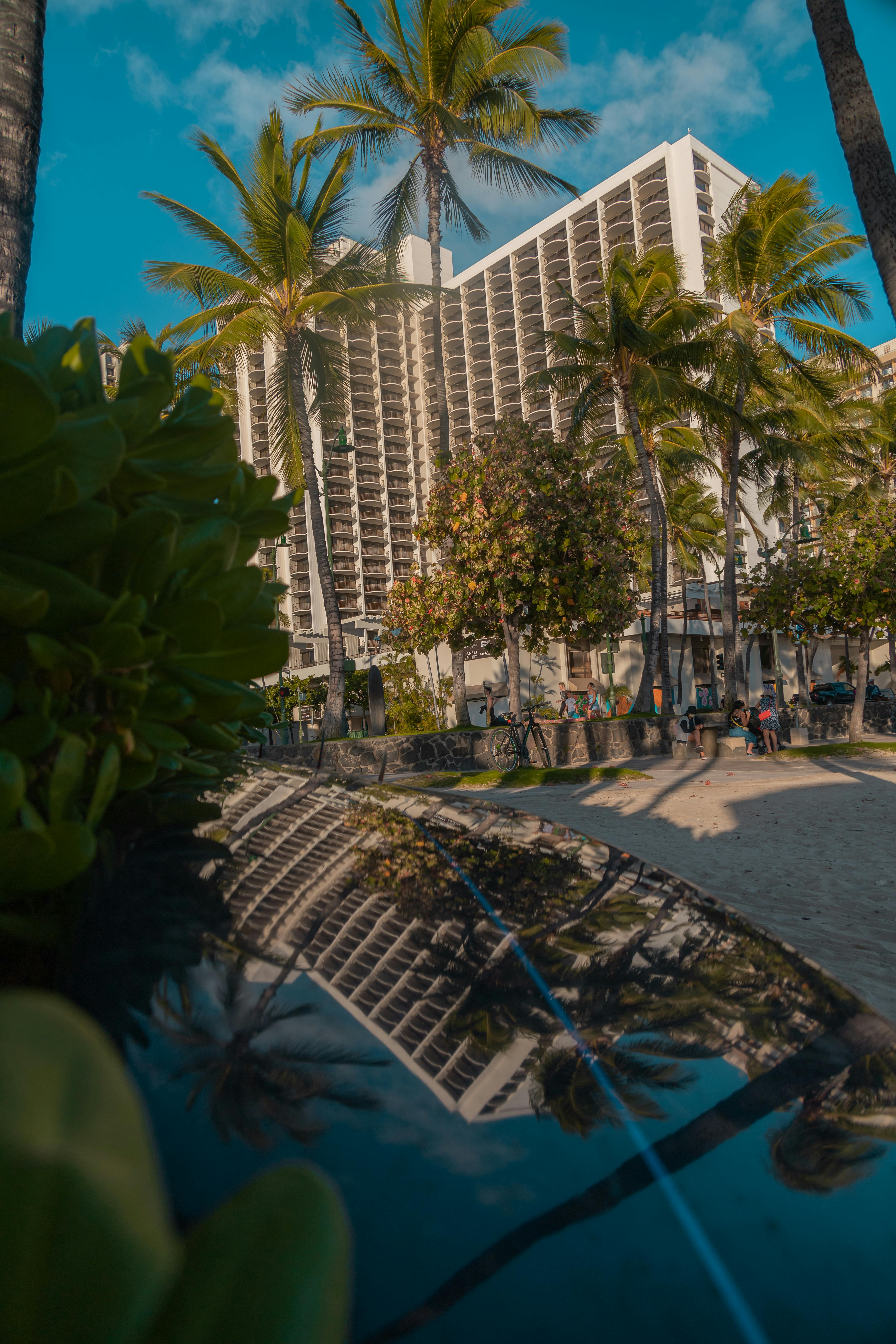 palm trees in city