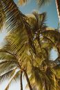 Palm Trees on Sunny Day