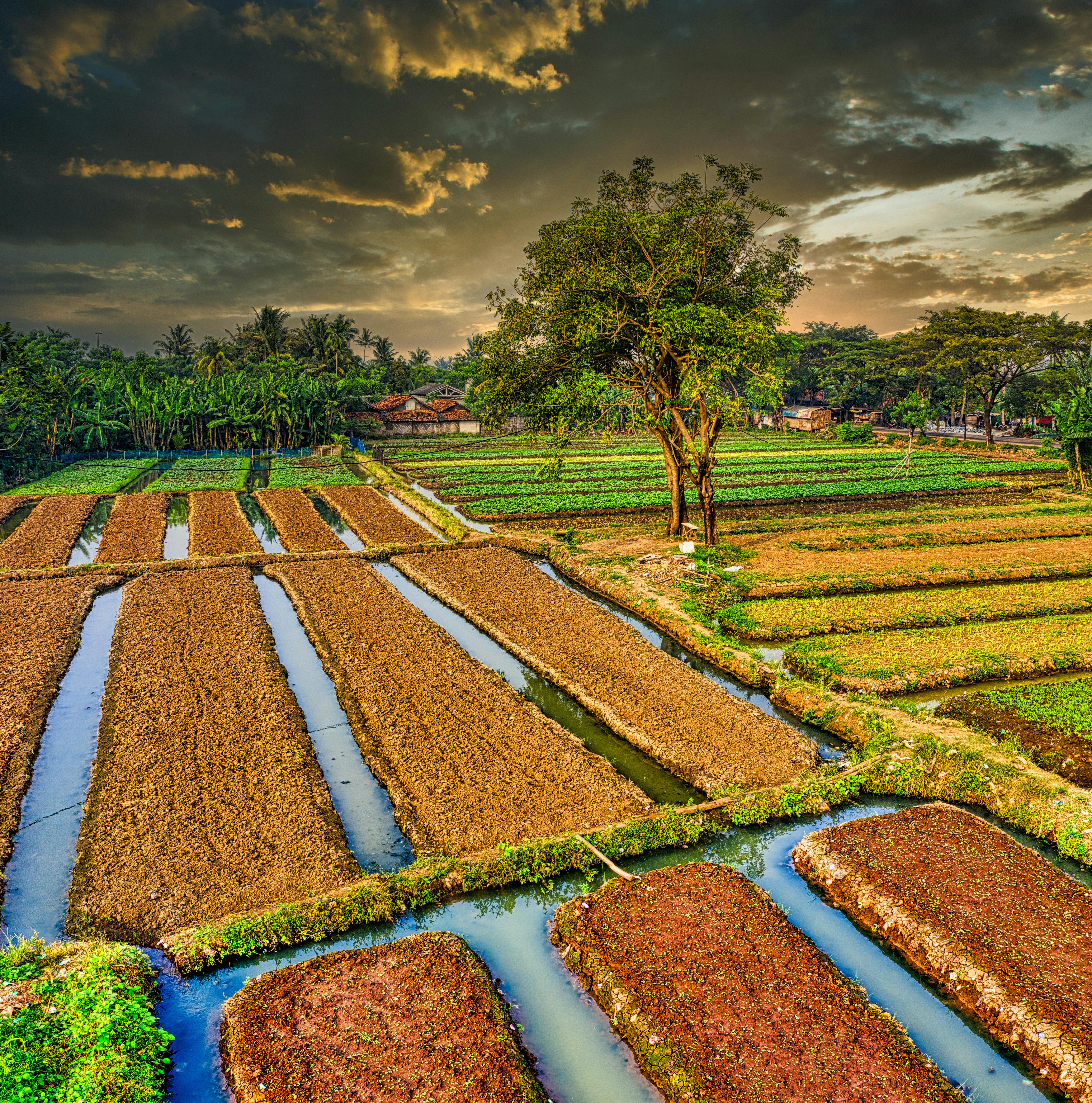 green grass field under cloudy sky