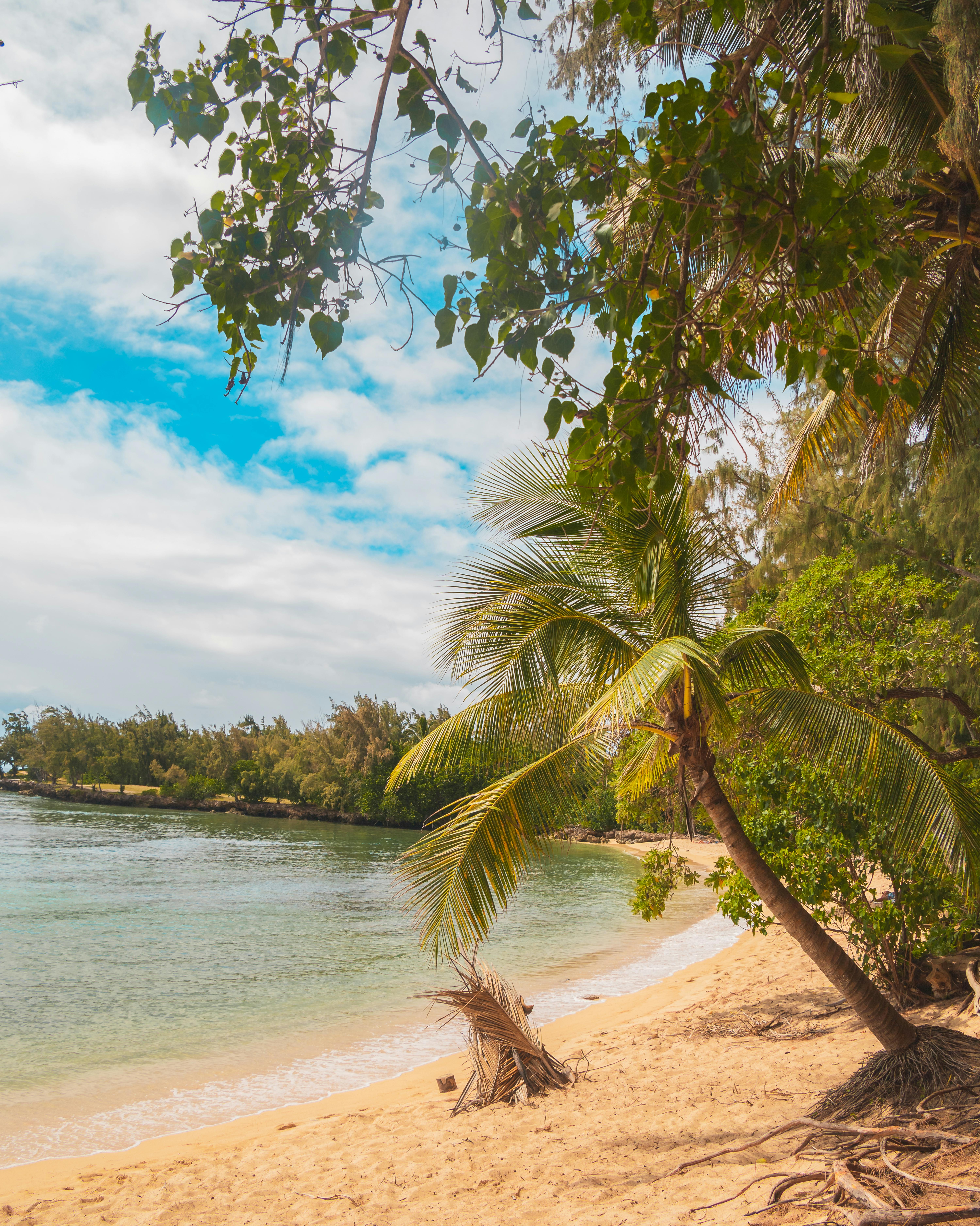 这片宁静的热带海滩，棕榈树郁郁葱葱，天空晴朗湛蓝，非常适合旅行和自然爱好者