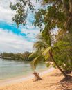 Green Palm Tree Near Sea