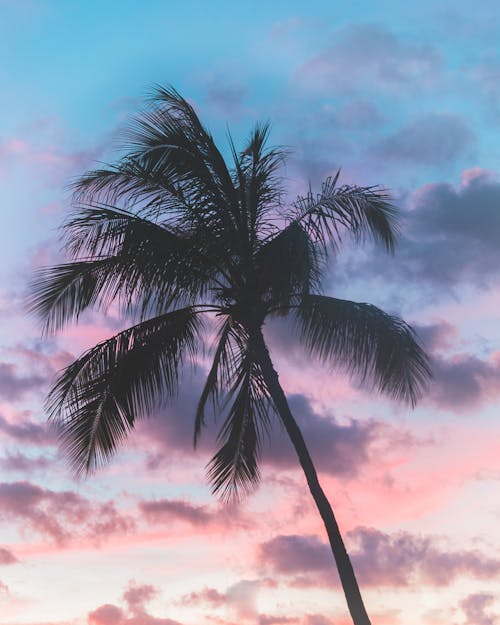 Silhoette of coconut trees · Free Stock Photo