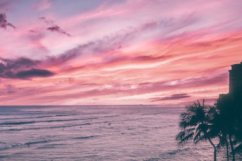 Silhouette of Palm Trees Near Body of Water 