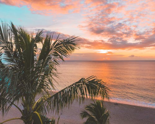 Coconut Trees Near Sea During Sunset