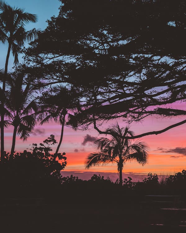 Silhouette of Trees Under Dramatic Skies