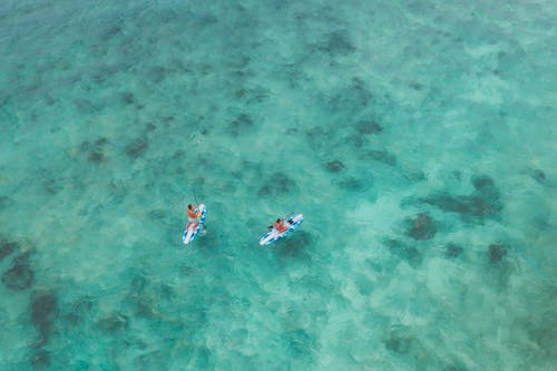 Immagine gratuita di acqua, alzavola, carta da parati verde acqua