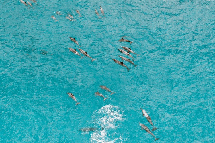 A Pod Of Dolphins On Blue Waters