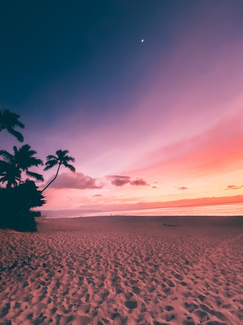 Silhouette of Tree on Beach during Sunset