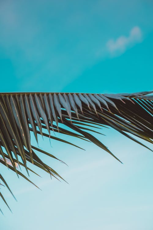 Бесплатное стоковое фото с вертикальный выстрел, голубое небо, пальмовый лист