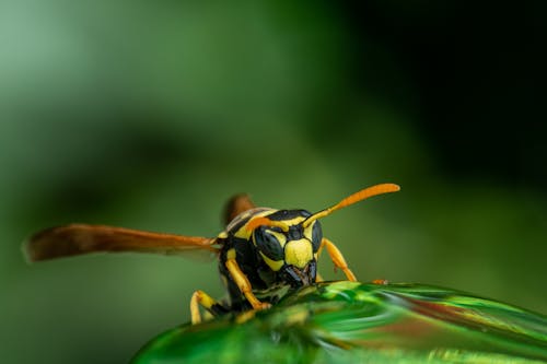 Wasp sitting on green leaf