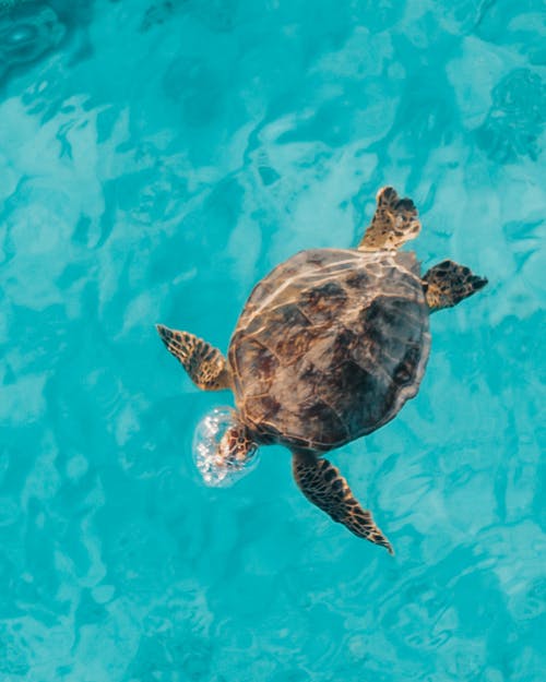 Imagine de stoc gratuită din animal acvatic, apă albastră, broască țestoasă