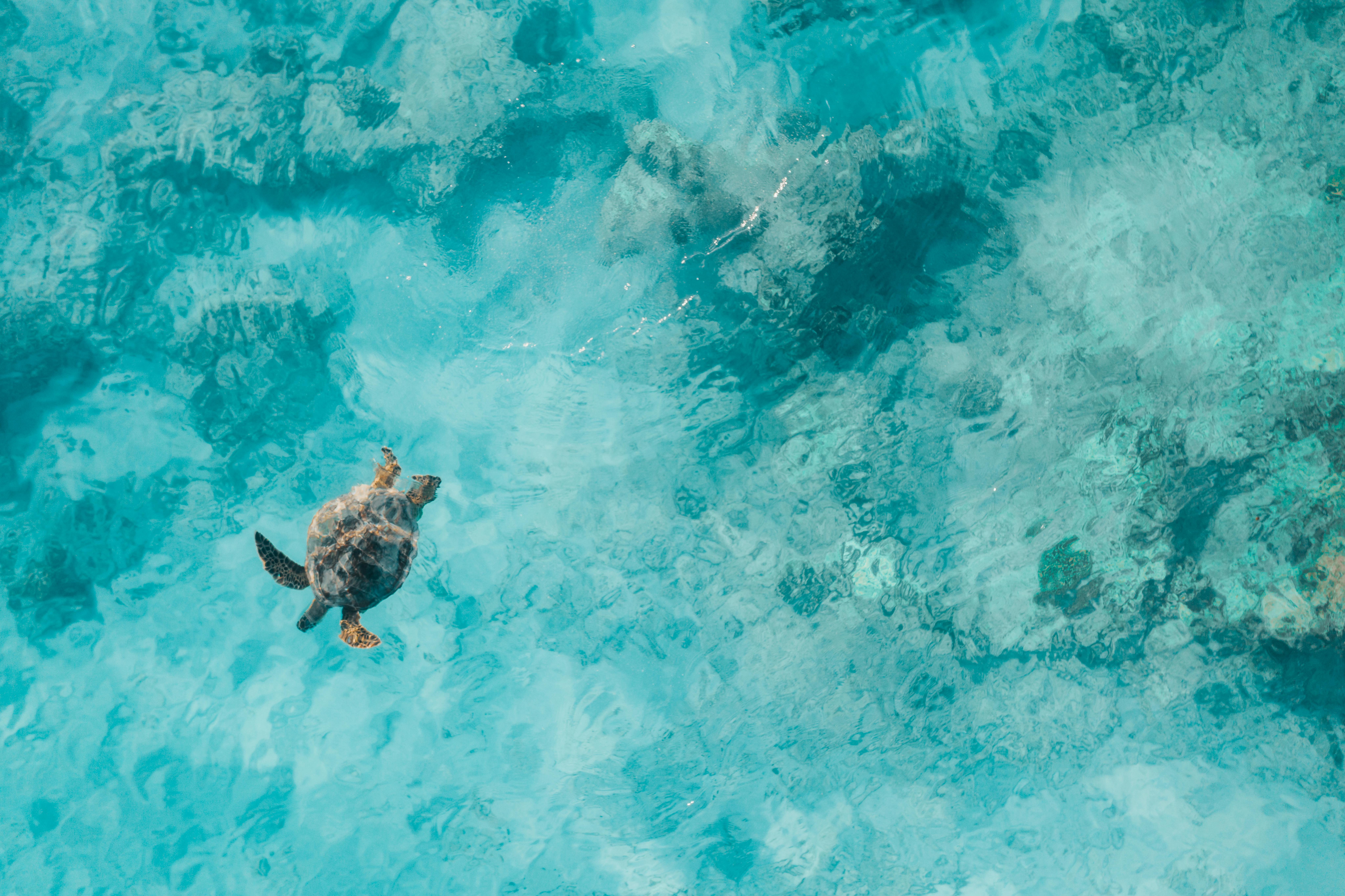 从空中俯瞰，一只独立的海龟在清澈的绿松石海洋中优雅地游泳