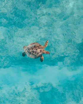 一只海龟在充满活力的蓝色海水中滑行，展现了海洋生物的美丽
