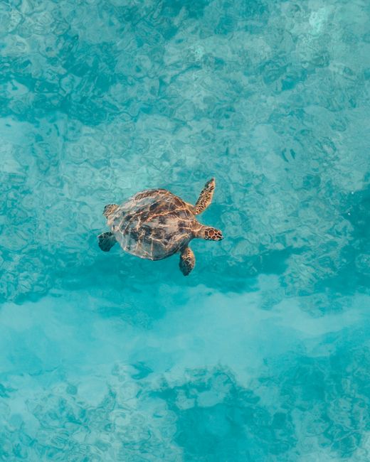 A sea turtle gliding through vibrant blue ocean water, showcasing the beauty of marine life.