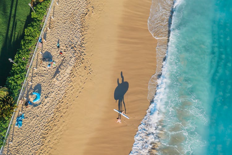 People Carrying Paddleboard On Beach Shore