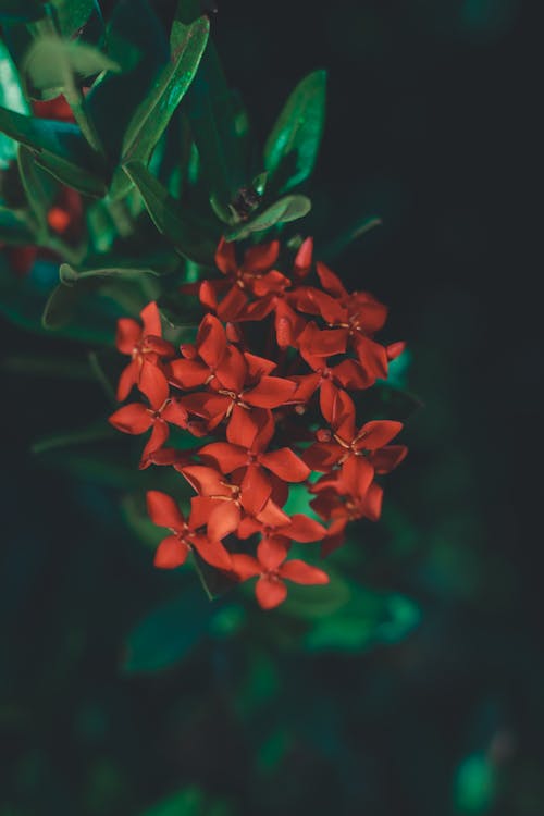 Top view of red Ixora flower blooming on shrub with green leaves growing in garden
