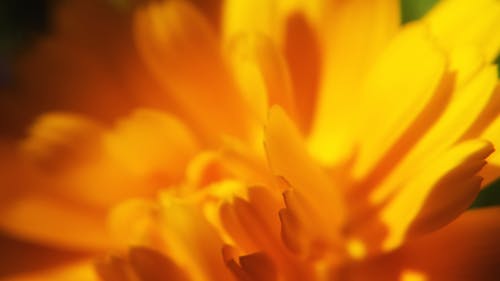 Free stock photo of flower, orange flower, yellow flower Stock Photo