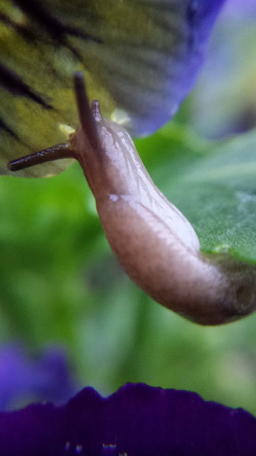 Free stock photo of slug Stock Photo