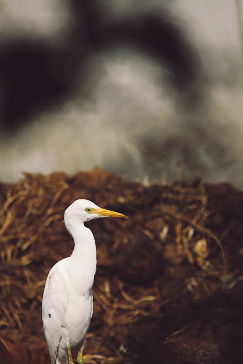 Kostnadsfri bild av djur, djurfotografi, fågel