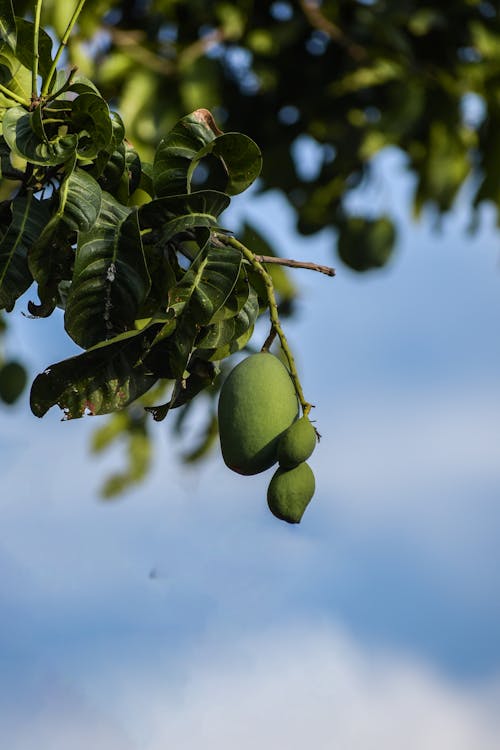 Imagine de stoc gratuită din agățat, arbore, creangă