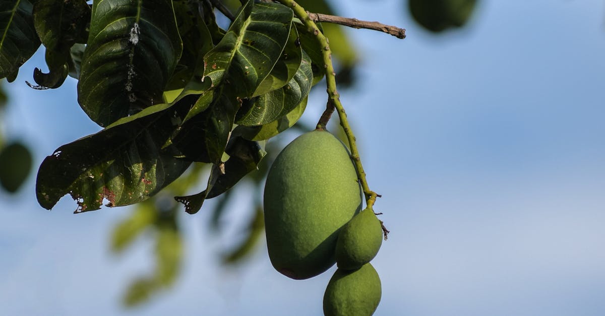 How to draw a mango tree easy